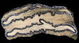 Mammoth Molar Slice - South Carolina #40976-1